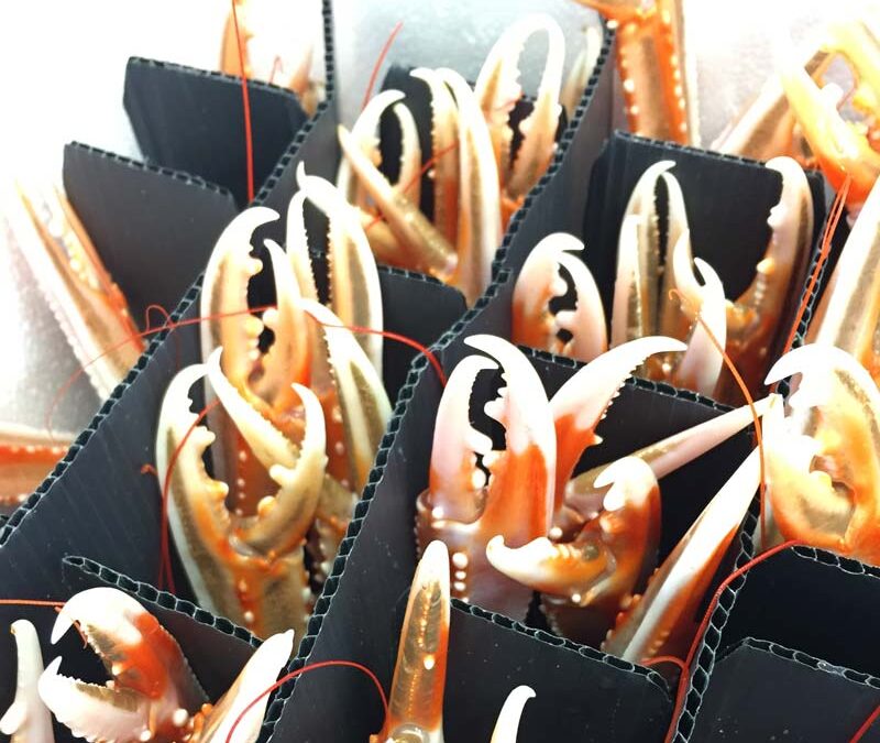 Live Shellfish